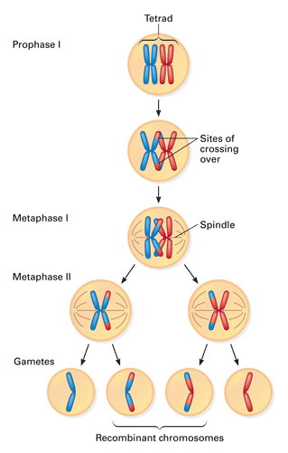 What is the exchange of genetic material between homologous chromosomes called?