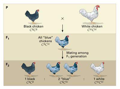polygenic traits examples in animals