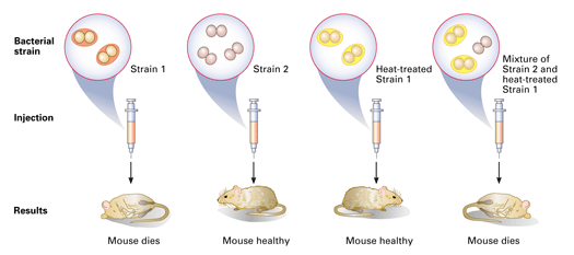 griffith mice experiment