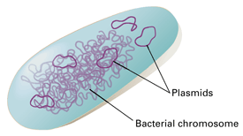 plasmid in bacteria