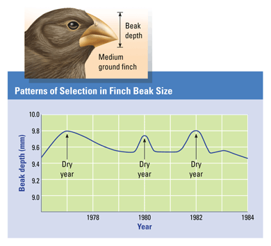 Solved Q4. Suppose the mean beak width of a finch population