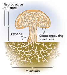 hyphae and mycelium