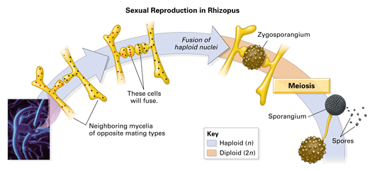 Fungi are reproduced by