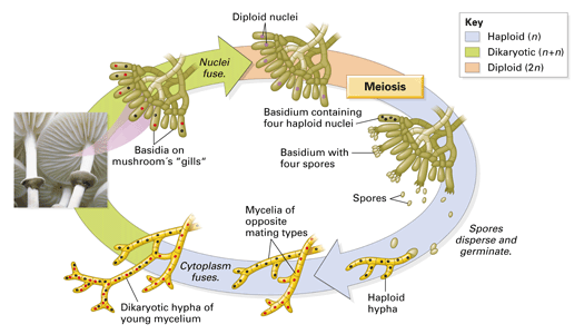 Fungi are reproduced by