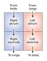 Chapter 2: Concept 2.3