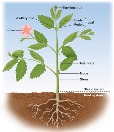 vascular plants diagram