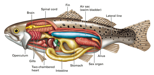 perch internal anatomy