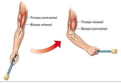 how muscles work in pairs