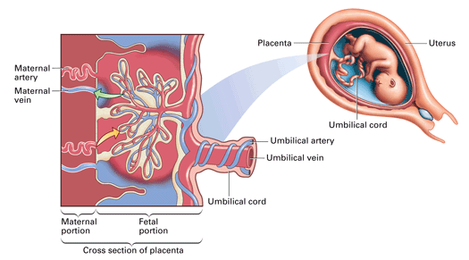 difference between placenta and umbilical cord