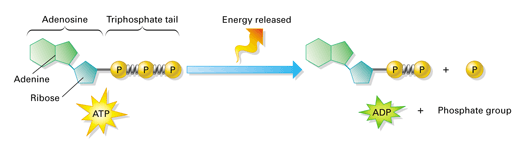 How Is Energy Released In An Atp Molecule Wasfa Blog