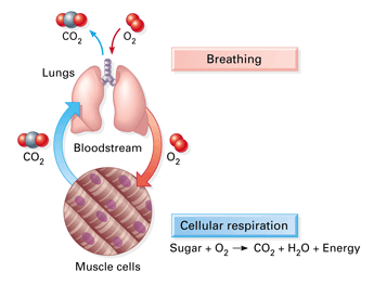 cellular respiration in humans
