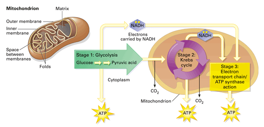 mitochondria cellular respiration oxygen