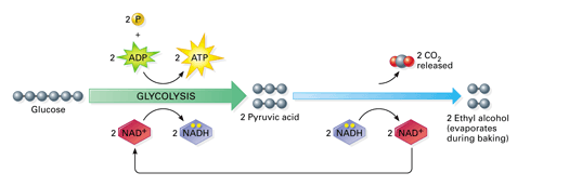 what-is-fermentation-definition-types-lactic-acid-fermentation