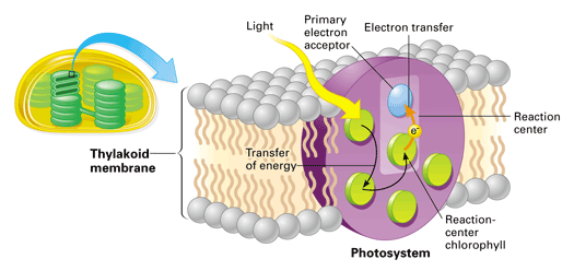 primary electron acceptor