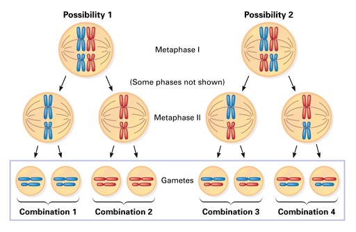 chromosomes numbers in meiosis