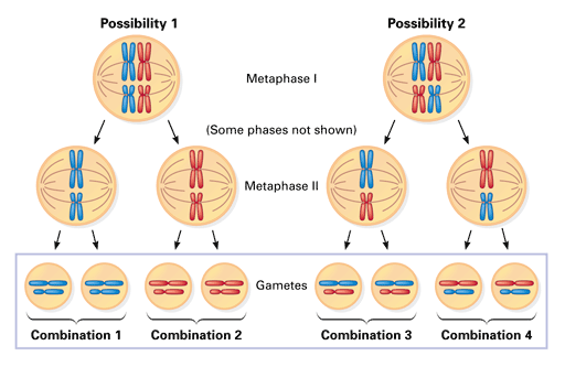 47 Best Of What Is The Difference Between Haploid And Diploid Cells ...